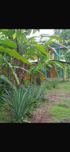 a group of plants in front of a house at The Orange House in Big Corn Island +5 photos