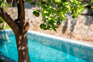 a tree with green fruit next to a swimming pool at House 5 Hotel in Antalya