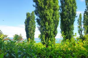 a group of tall trees in a park at Villa Bionda- unique gem with private pool on Lake Garda in Sirmione
