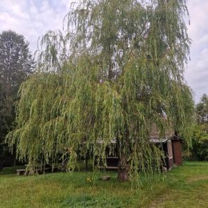 Gallery image of Sauna House in the forest in Druzhili