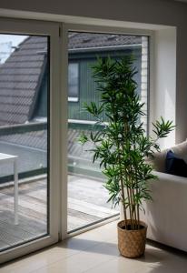 a plant in a pot next to a sliding glass door at Ferienwohnung Ausguck in Breege