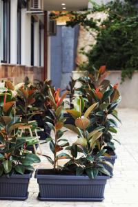 una fila di piante in vaso sedute su un marciapiede di Golden Beach Suites a Sarandë