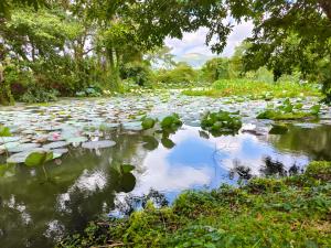 a pond filled with lots of lily pads at Ridge Boundary View in Dambulla