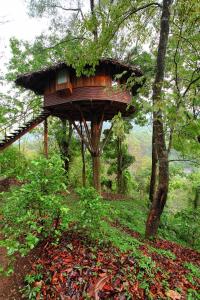 Rainforest Resort外面的花园