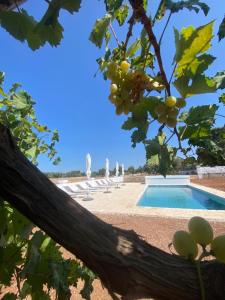 a view of a pool through a tree at Masseria Purgatorio in Fasano
