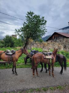 three horses standing on the side of a road at Ailama Guesthouse in Mestia