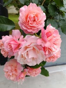 Afbeelding uit fotogalerij van un oasis de quiétude belle chambre 22m2 in Guérande