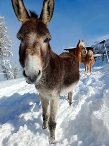 three donkeys are standing in the snow at Panorama Chalet mit Sauna Höllmaishof in Bischofshofen