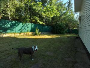 a black and white dog standing in a yard at Dom całoroczny, Krzeszna in Krzeszna +19 photos