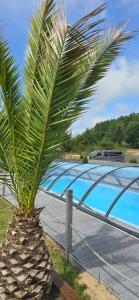 a palm tree in front of a swimming pool at Grey Sea Rusinowo in Rusinowo +34 photos