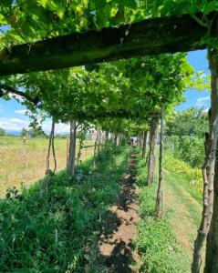 a row of trees in a field at Serenity Village Cottage with outside toilet in Balabani