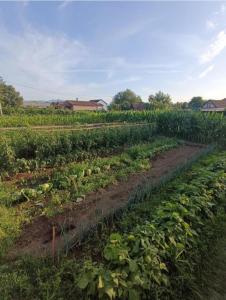 a field full of cabbage plants in a field at Serenity Village Cottage with outside toilet in Balabani