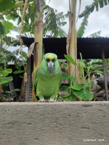 Gallery image of mamacita cafe house in Moyogalpa
