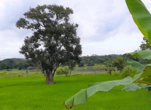 Giardino di Sigiri Prabha Villa