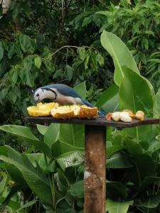 a bird sitting on a table with food on it at Sunset Inn Arenal B&B in El Castillo de La Fortuna +80 photos