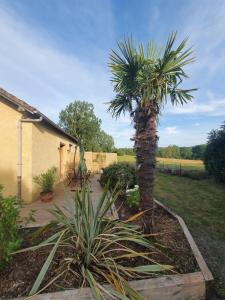 a palm tree in a yard next to a house at Gite du Champ de l'épine in Périers-en-Auge