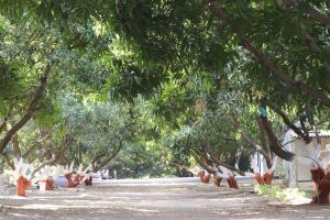 Um jardim no exterior de Gir Enjoy Forest Resort
