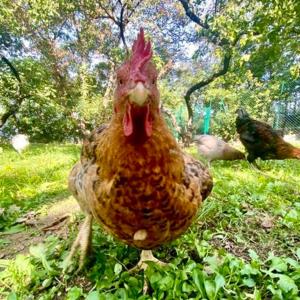 a chicken standing in the grass in a field at Anima Gea Experience in Muggia +47 photos