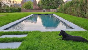 a black dog sitting in the grass next to a swimming pool at B&B Haspenhoeve in Tongeren