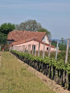 a row of vines in front of a house at La grange des vignes in Pomport
