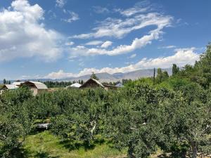 Tamchy"Bilim" Guest House的一片苹果树,背景是群山