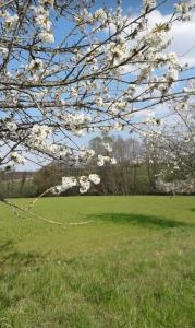 Zahrada ubytování Gîte nature en Alsace Bossue