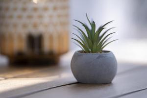 a plant in a pot sitting on a table at Kuća za odmor Casa Huerta in Frketič +41 photos