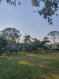 a field with trees and umbrellas in a park at Centro de Medicina y Posada Indigenawa in Cruzeiro do Sul