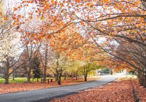 a tree lined road with autumn leaves on the ground at Pretty Pink Queenslander - Spectacular Views, Space and Serenity in Tenterfield