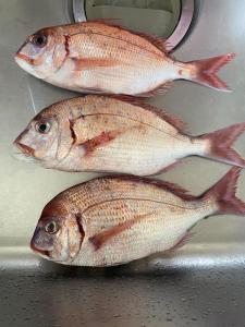 Altri animali domestici presso l'affittacamere o nei dintorni