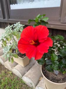 Giardino di Guesthouse85BASE