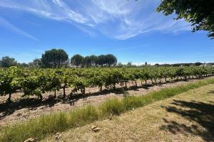 een rij wijnstokken in een veld bij Gîte de la Cave - Charmant Gîte provençal avec une chambre in Aigues-Mortes