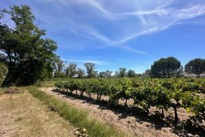 een rij druivenplanten in een veld bij Gîte de la Cave - Charmant Gîte provençal avec une chambre in Aigues-Mortes