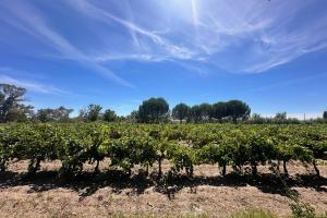 een rij groene planten in een veld bij Gîte de la Cave - Charmant Gîte provençal avec une chambre in Aigues-Mortes
