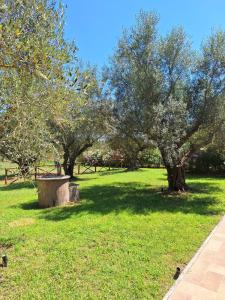 a park with trees and a bench in the grass at Terre di Cornossa in Marta +2 photos