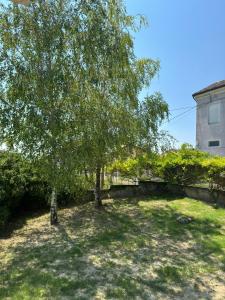 a tree in the middle of a yard at Viotti Guest House in Castel Rocchero