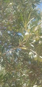 un arbre avec beaucoup d'oliviers qui poussent dessus dans l'établissement Havre de paix, à Taourirt 8 autres photos