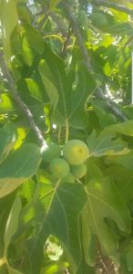 un bouquet de feuilles vertes sur un arbre dans l'établissement Havre de paix, à Taourirt