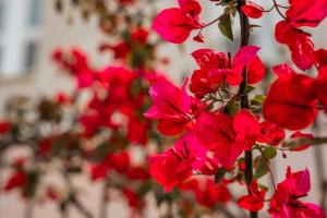 a group of red flowers in front of a building at Archontiko Eleni Hotel in Andros