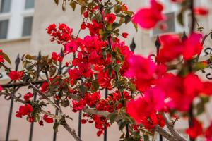 a bunch of red flowers in front of a fence at Archontiko Eleni Hotel in Andros