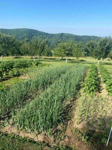 Φυσικό τοπίο κοντά σε αυτή η παραθεριστική κατοικία