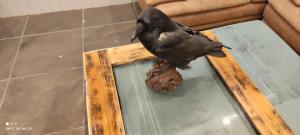Fotografie z fotogalerie ubytování Raven nest v destinaci Bolungarvík