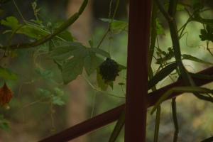 Fotografija u galeriji objekta Travellers Crib u gradu Auroville