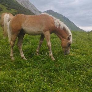 Altri animali domestici presso la casa vacanze o nei dintorni