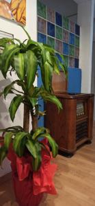 una pianta in un vaso rosso davanti alla tv di new suite a Palermo