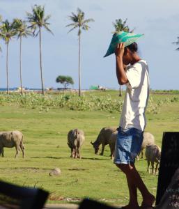 a man holding an umbrella in front of a herd of animals at Owa Lodge Areguling in Kuta Lombok