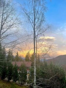 a tree in front of a house with the sunset at WOLF'S PLANE Luxury Isolated Mountain House for Digital Nomads in Fojnica