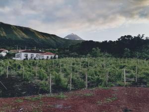 a view of a vineyard with a mountain in the background at Casas do Baleeiro - Casa da Vinha in Cais do Pico