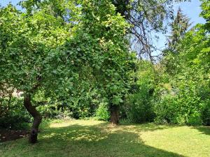 Zahrada ubytování Nostalgie-Nest mit Boxspringbett