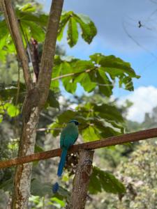 Altri animali domestici presso la villa o nei dintorni